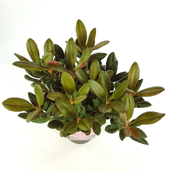 Rhododendron Wine&Roses - Shrubs - Windyridge Garden Centre