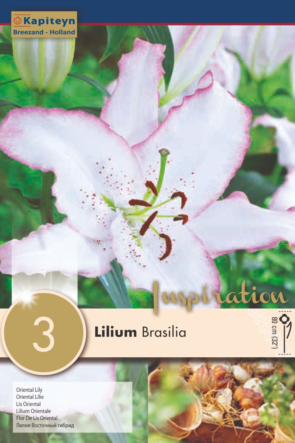 LILIUM BRASILIA
