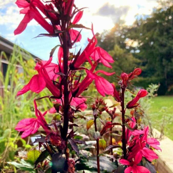 Lobelia Starship Deep Rose
