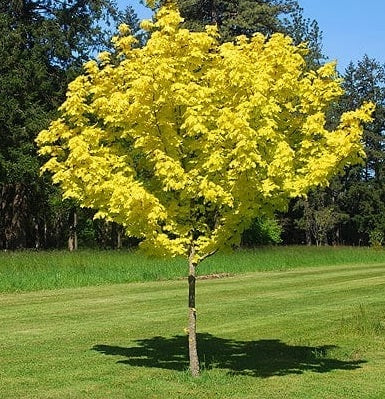 Acer Platanoides Princeton Gold - Trees - Windyridge Garden Centre