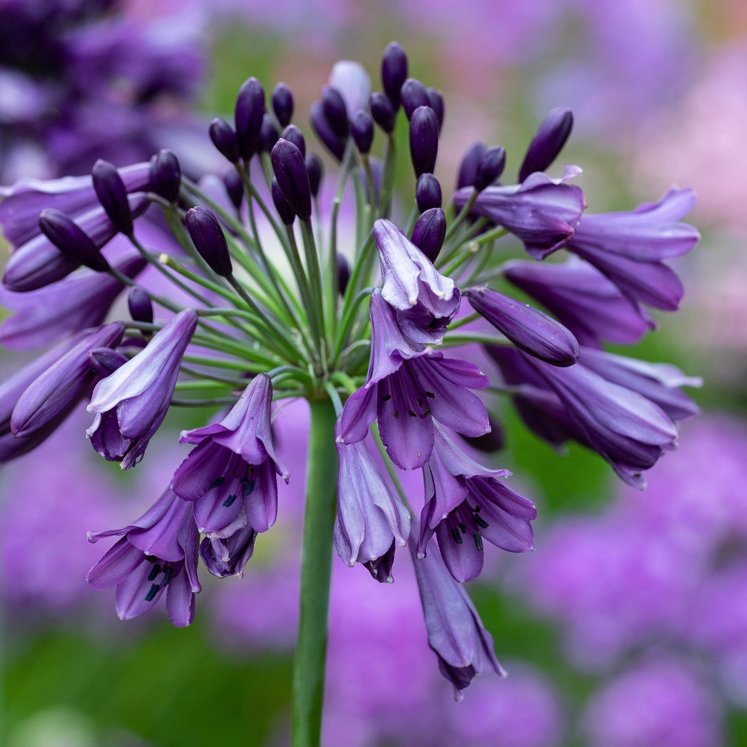 AGAPANTHUS Poppin Purple