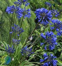 Agapanthus Brilliant Blue - Herbaceous - Windyridge Garden Centre