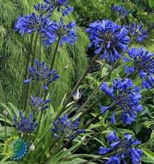 Agapanthus  Brilliant Blue