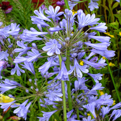 Agapanthus-Umbellatus Blue-Flower
