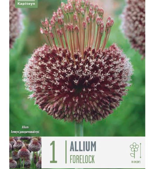 ALLIUM FORELOCK
