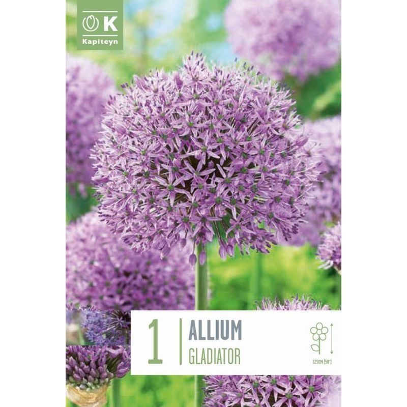 ALLIUM GLADIATOR X 1