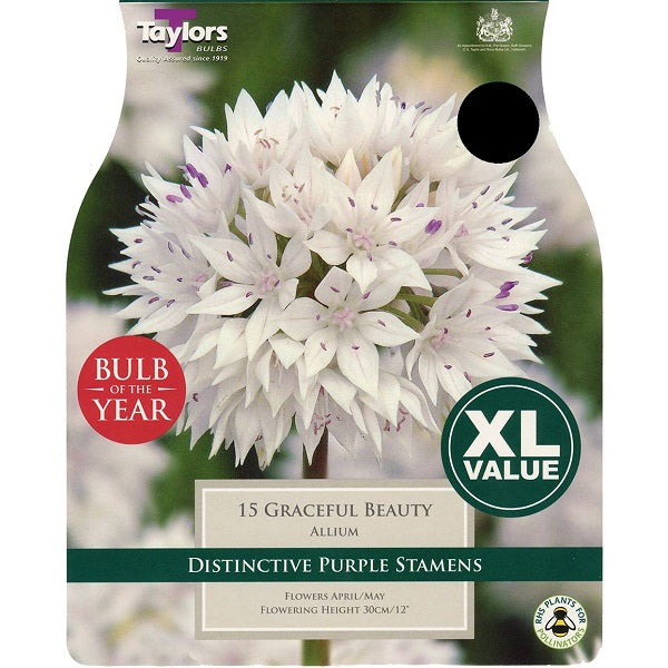ALLIUM GRACEFUL BEAUTY 20