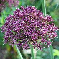 ALLIUM MIAMI loose 10 for 3.99