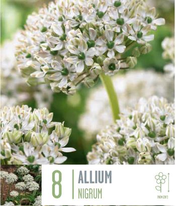 ALLIUM NIGRUM X 8