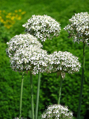 10 Allium Nigrum