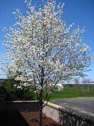 AMELANCHIER LAMARKII BALLERINA