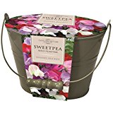 1 SWEETPEA PLANTER GIFT