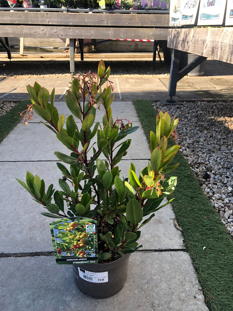 ARBUTUS UNEDO