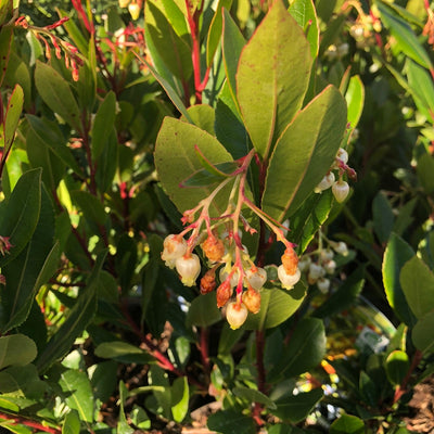 ARBUTUS UNEDO