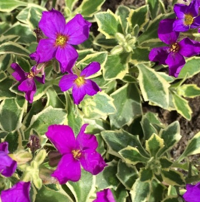 AUBRETIA Dr. Mules Variegata