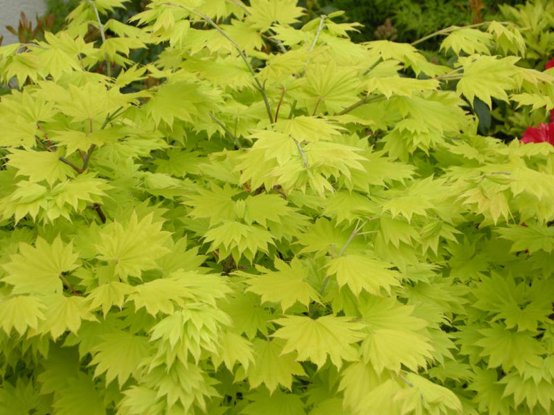 ACER PALMATUM JORDAN