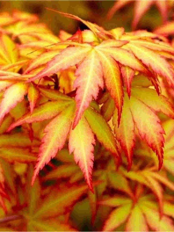 Acer-palmatum-Orange-Dream-Leaf-1