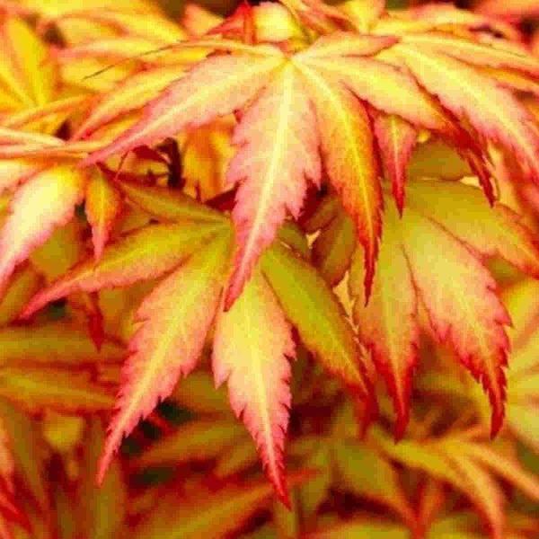 Acer-palmatum-Orange-Dream-Leaf-1