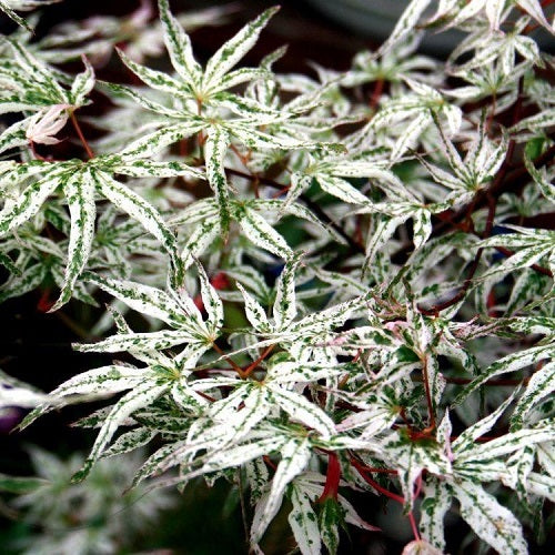 Acer Palmatum Ukigumo - Trees - Windyridge Garden Centre