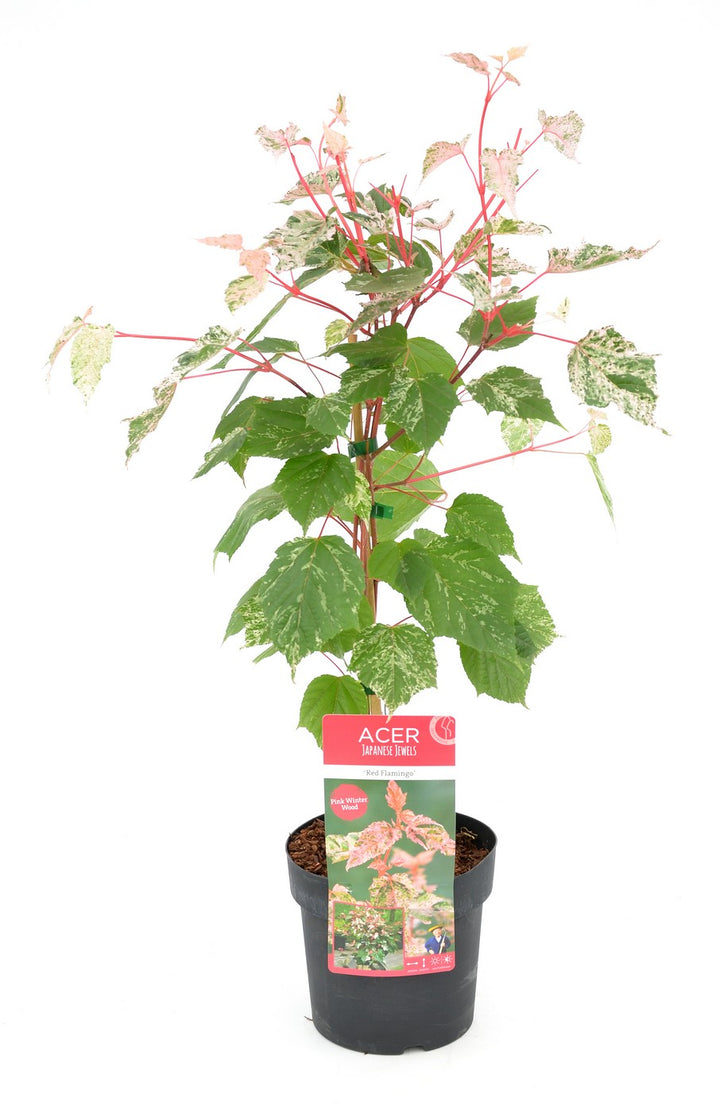Acer conspicuum Red Flamingo