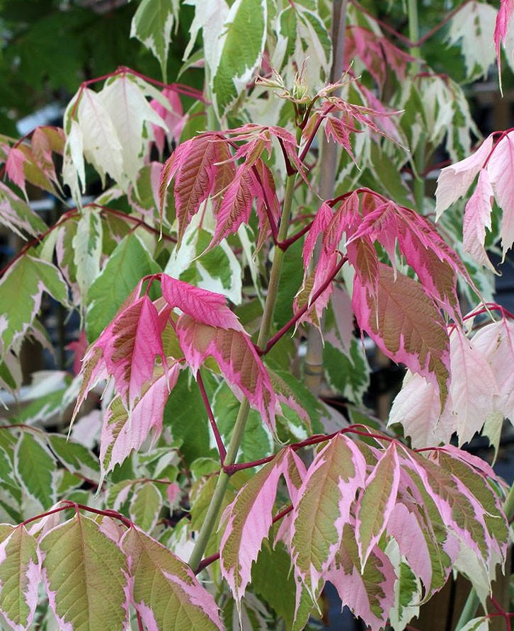 Acer negundo Flamingo 3 Ltr pot