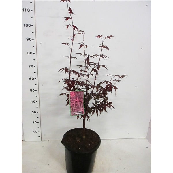 Acer Pal. Red Emperor  60-80 Cm - Trees - Windyridge Garden Centre