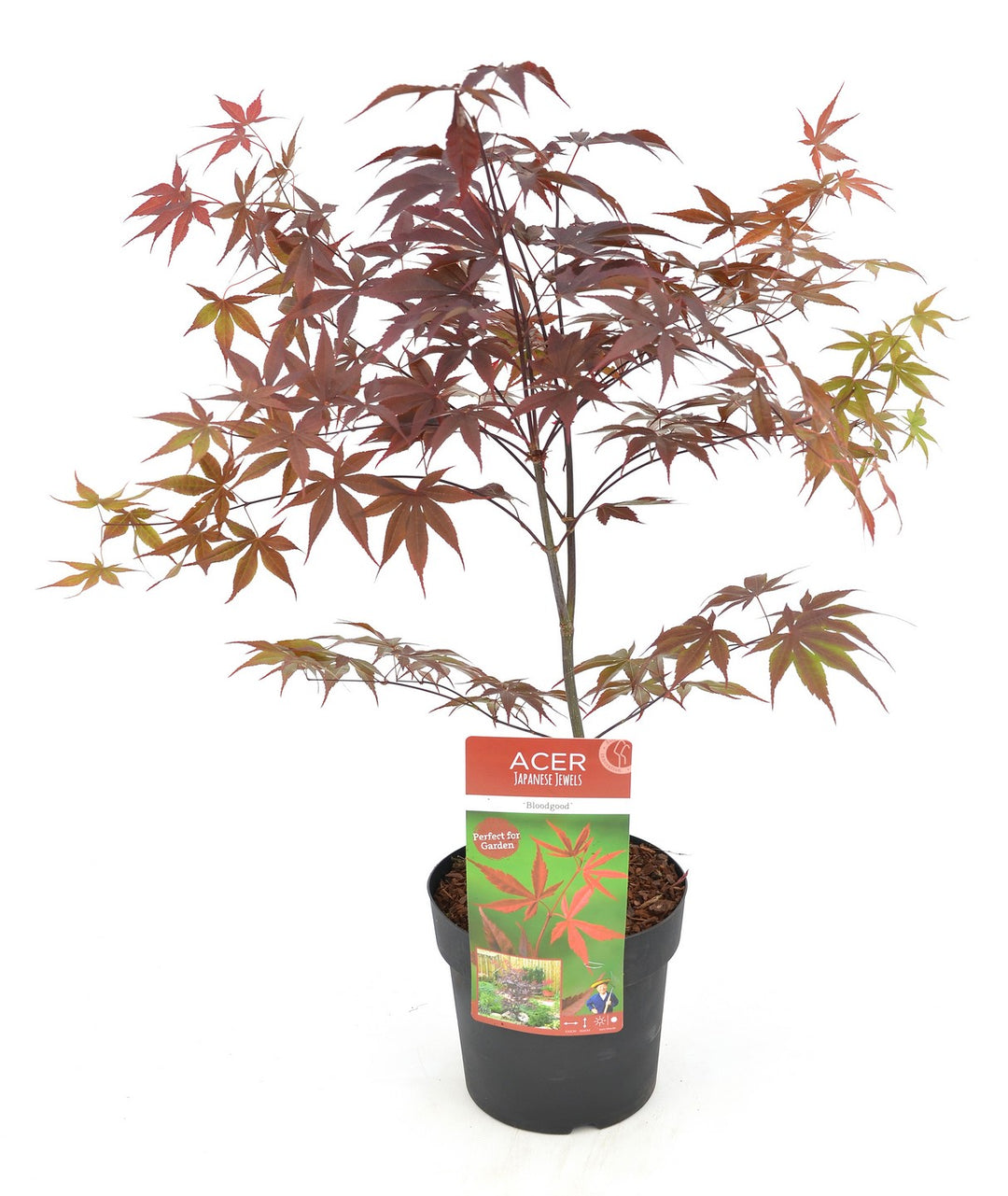 Acer palm Bloodgood