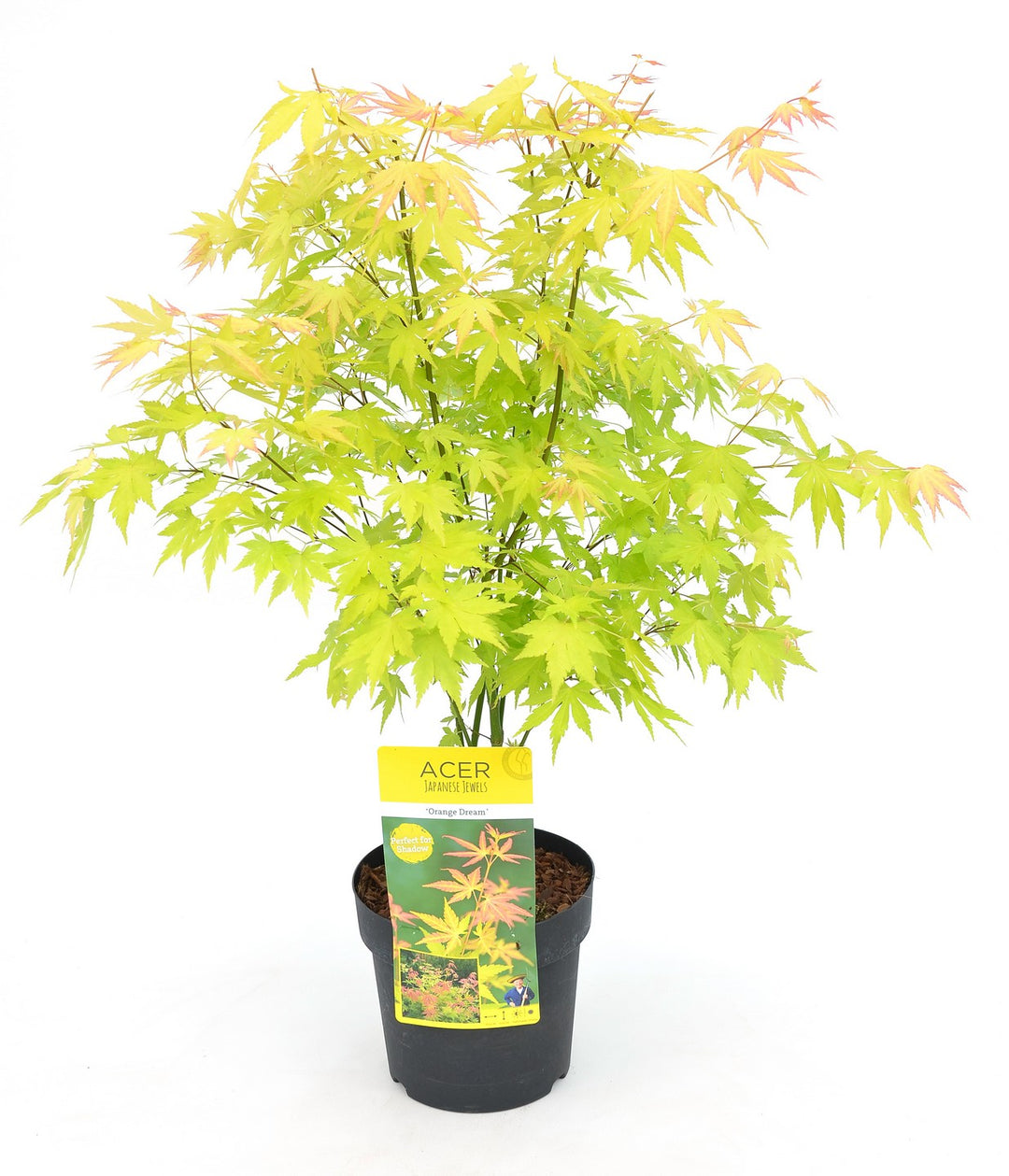 Acer palm. Orange Dream