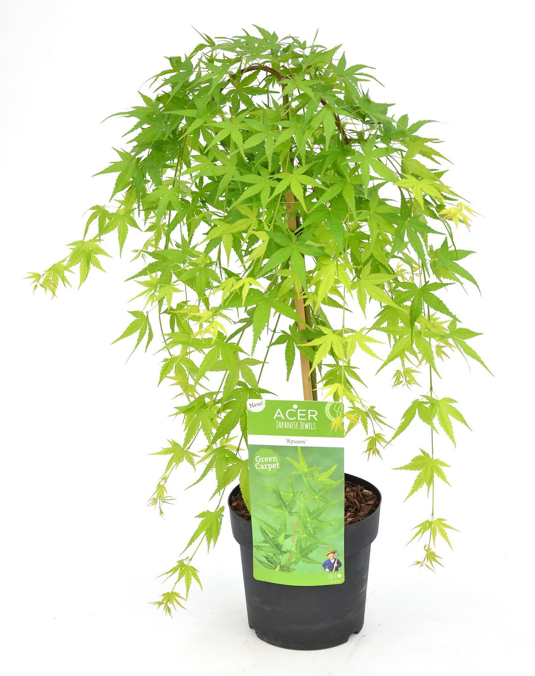 Acer Palm. Ryu Sen (Pendula) Vq Lt. 14 Tronco 50 Cm 1/4 Std - Trees - Windyridge Garden Centre