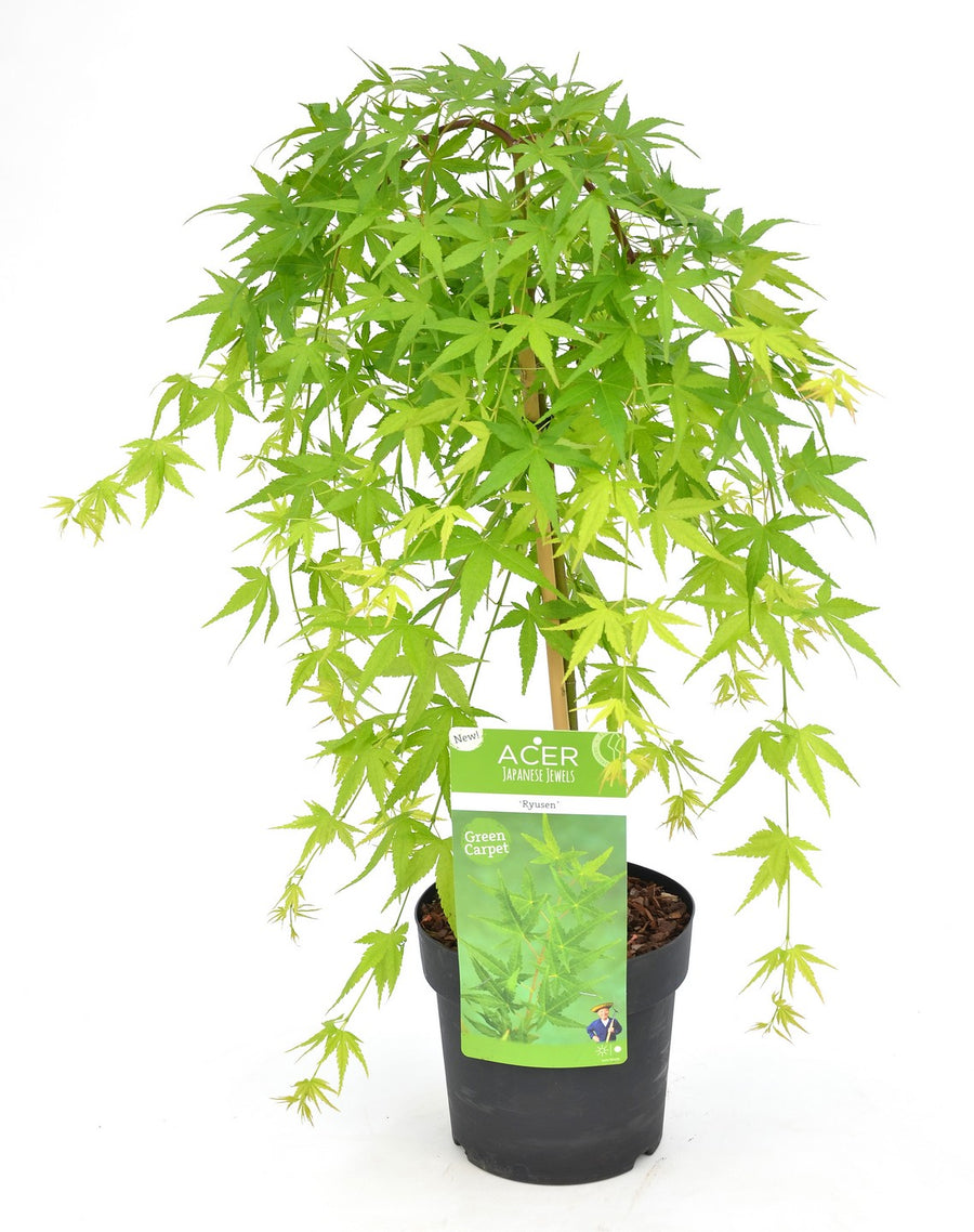 Acer Palm. Ryu Sen (Pendula) Vq Lt. 14 Tronco 50 Cm 1/4 Std - Trees - Windyridge Garden Centre