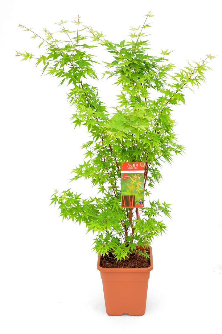 Acer Palmatum Sango Kaku - Trees - Windyridge Garden Centre