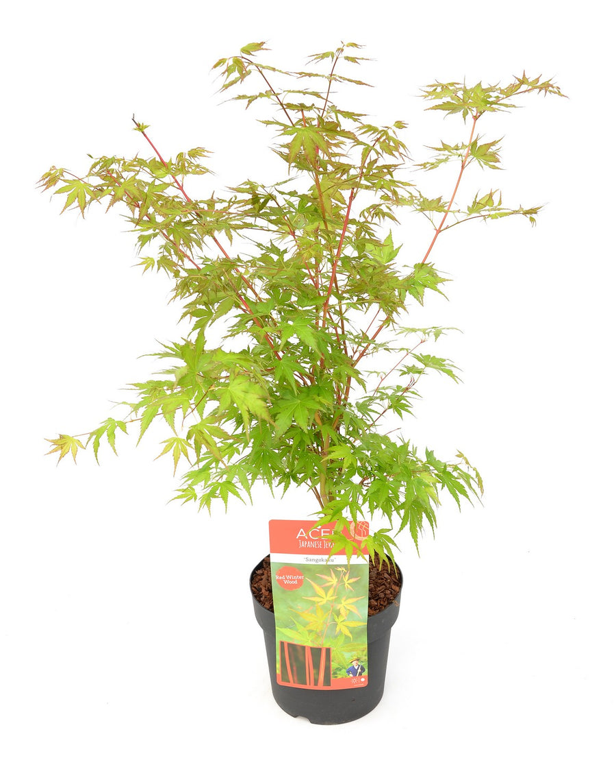 Acer-Sangokaku-Potted-1