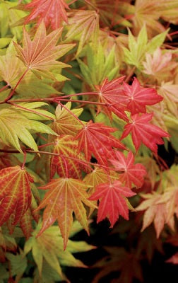 Acer shirasawanum Moonrise