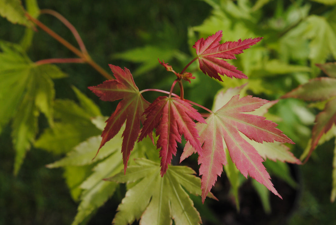 Acer Pal. Orange Dream - Trees - Windyridge Garden Centre