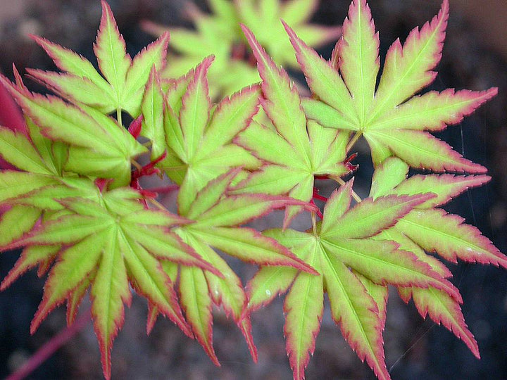 Acer palmatum Sangokaku  80-100 CM C7