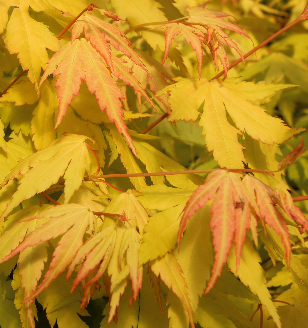 Acer Pal. Orange Dream - Trees - Windyridge Garden Centre