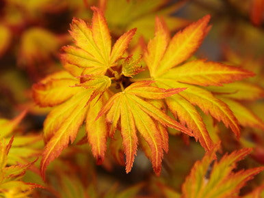 Acer palmatum Orange Dream
