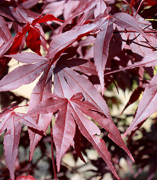 Acer Pal. Red Emperor  60-80 Cm - Trees - Windyridge Garden Centre