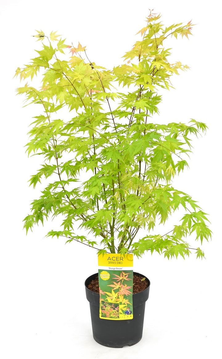 Acer palmatum Orange Dream  10 Ltr pot