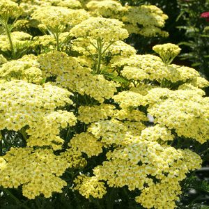 Achillea-Tutti-Sunny-Seduction-Achillea-Millefolium-Plant