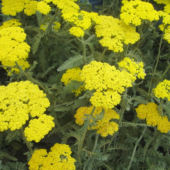 Achillea Moonshine - Herbaceous - Windyridge Garden Centre