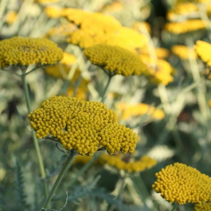 Achillea fill. Cloth of Gold