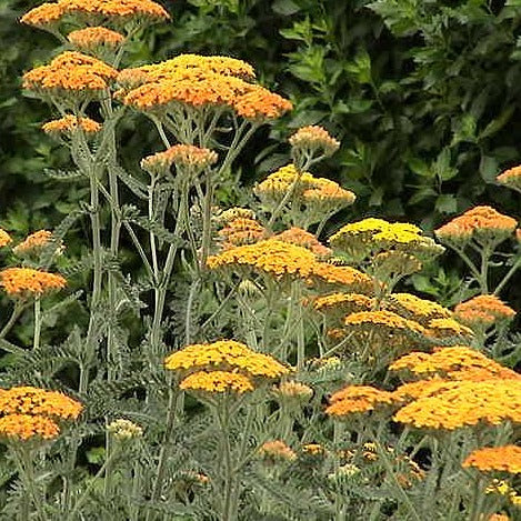 Achillea mille. Terracotta