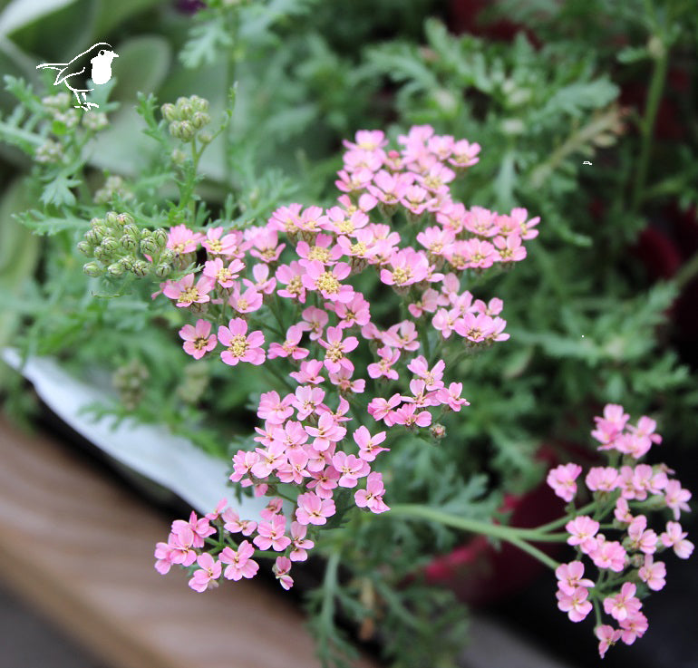 Achillea T. F. Pink Grapefruit - Herbaceous - Windyridge Garden Centre