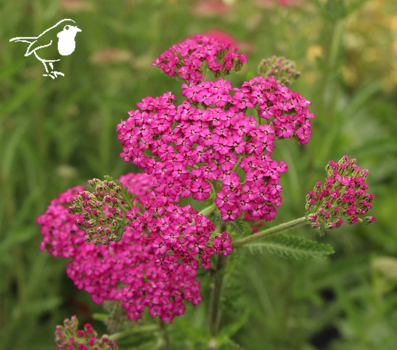 Achillea Pink -  - Windyridge Garden Centre