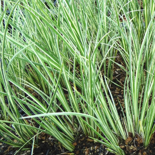 Acorus Argenteostriatus - Herbaceous - Windyridge Garden Centre