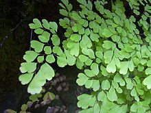 Adiantum raddianum Fragans  P17