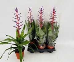 Aechmea Blue Rain Xl - Indoor Plants - Windyridge Garden Centre
