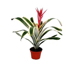 Aechmea Brasil Felice