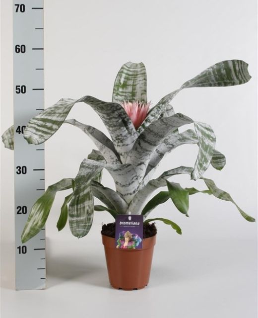 Aechmea fasc. Primera